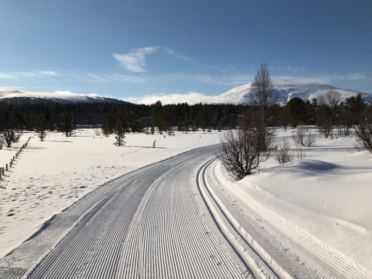 Skiløyper på Tynset  (foto: Mali Hagen Røe).